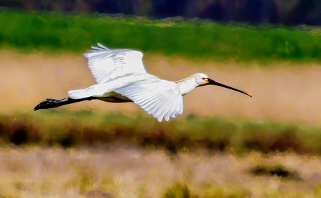 De lepelaar (Platalea leucorodia)