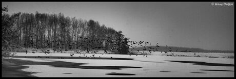 Natuur met vogels