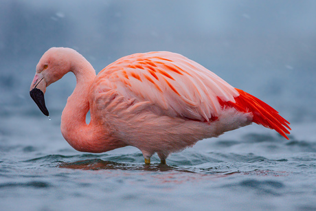 Flamingo in Nederland