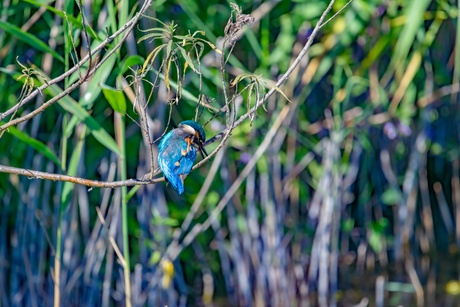 Ijsvogel