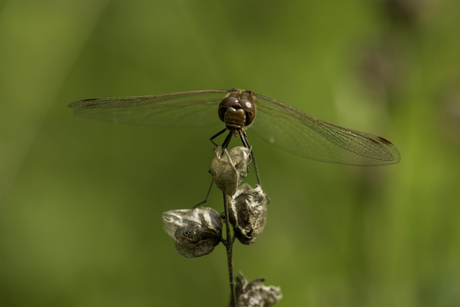 Libelle