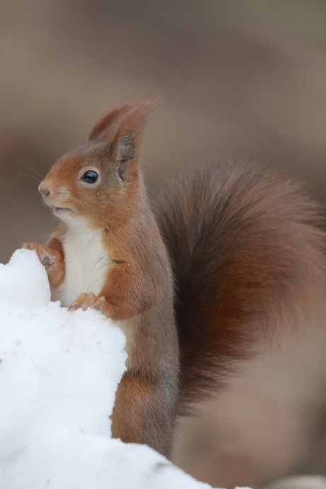 Eekhoorntje in het laatste restje sneeuw