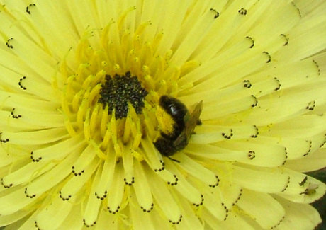 Bloem en bij