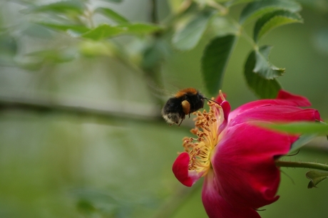 van de bloemetjes en de hommeltjes