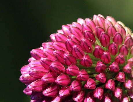 Petite fleur inconnue.