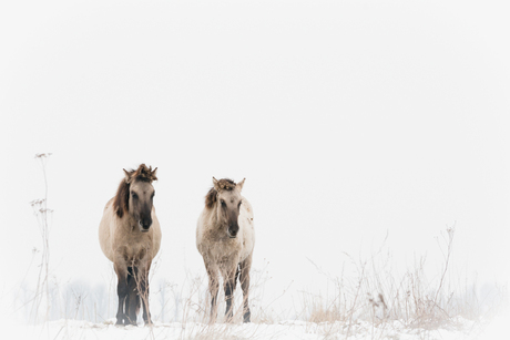 Koniks paarden in de sneeuw