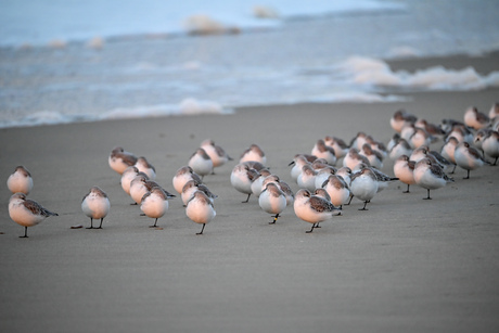 Strandlopertjes wachtend op eb