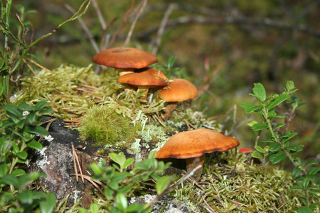 Paddestoelen