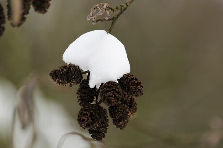 toefje sneeuw