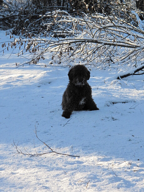 Hond in sneeuw