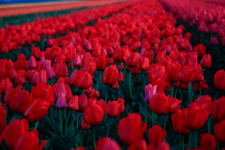 Roze en rood kan prima bij elkaar