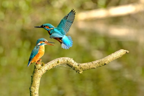Het nieuwe koppeltje ijsvogels op de vijver .