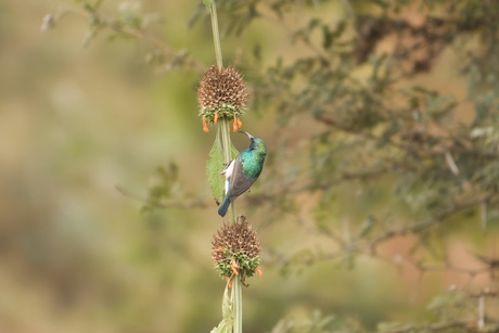 White bellied sunbird.