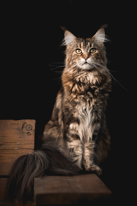 Maine Coon portret