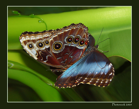 Morpho Peleides