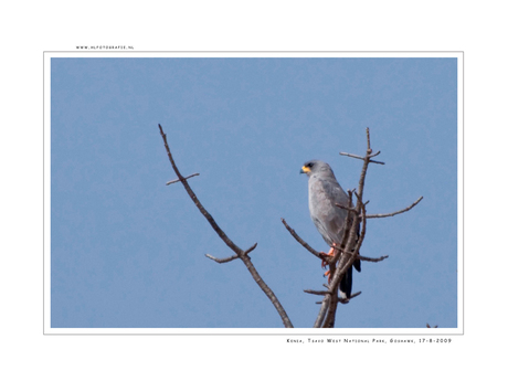 Pale Chantig Goshawk, Kenia