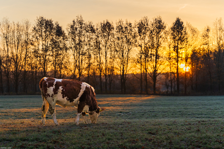 Koe bij zonsopgang 