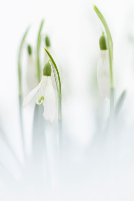 2020-02-26 Duinvliet-8583