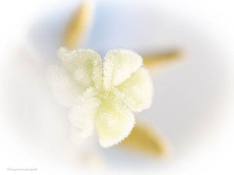 Het hart van de tulp