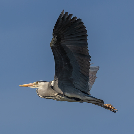 Blauwe Reiger