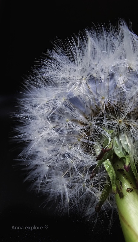 Dandelion time