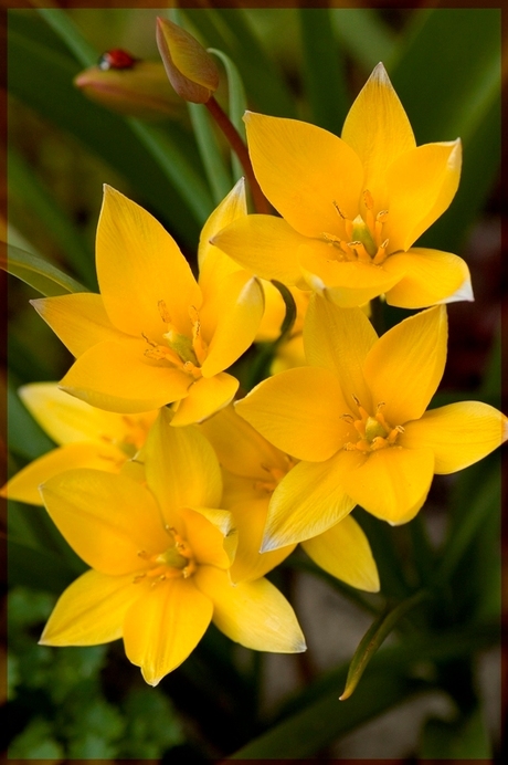 Tulpjes met.....een lhb