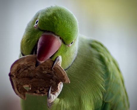Fijne wereld dierendag van Ollie. 