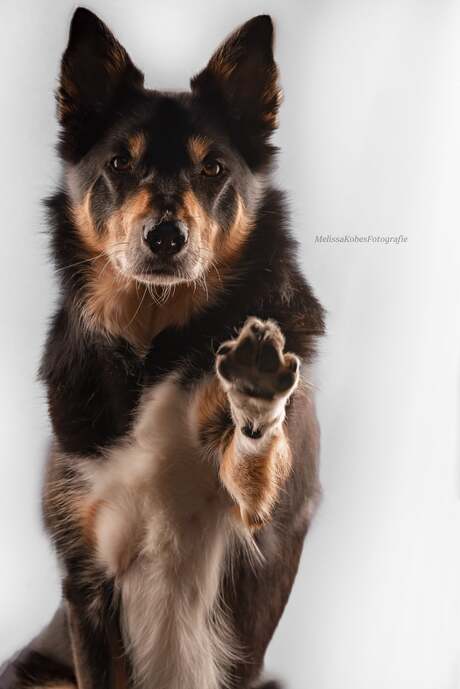 Studiofotografie 