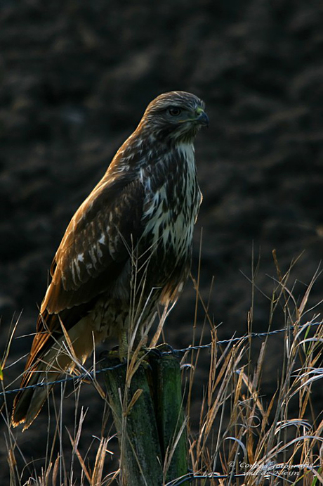 Buizerd in avondzon