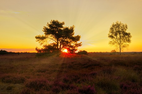 Zonsopkomst op de  hei