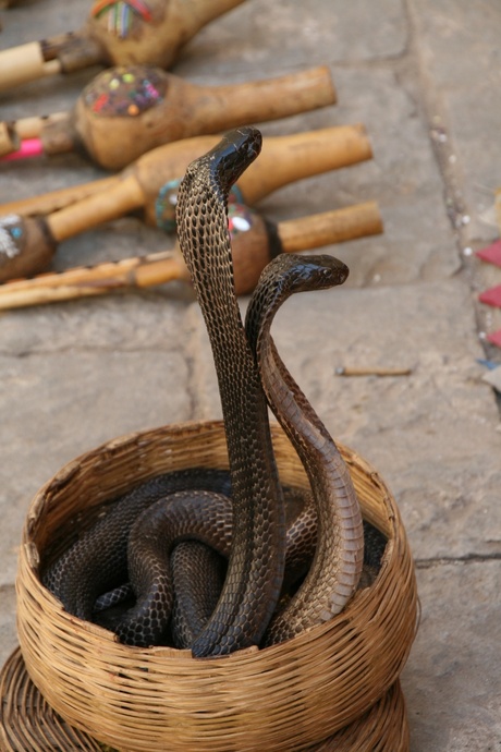 Slangenbezweerder in Jaipur India