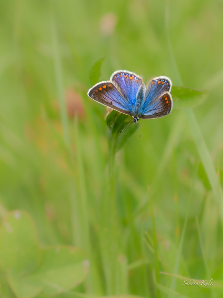 Vlindertje