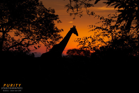 Sunset giraffe