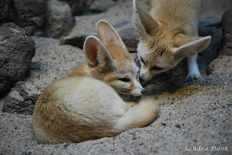 Fenneks in Artis