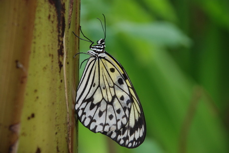 in de vlindertuin