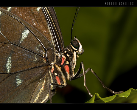 Morpho Achilles