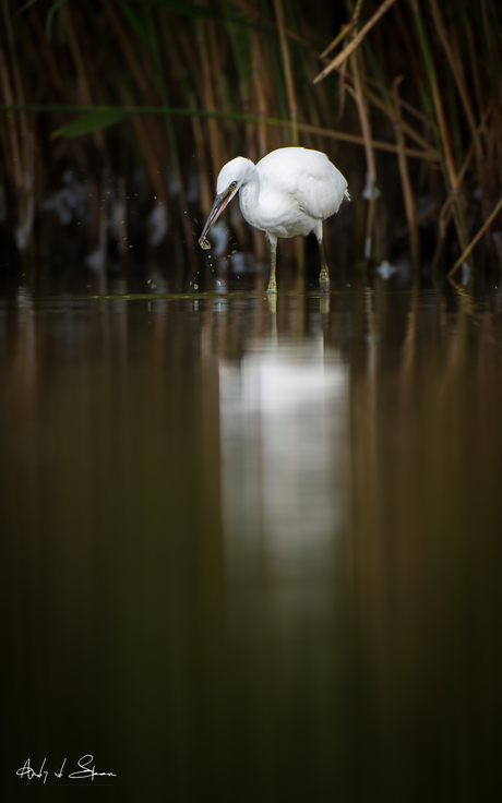 kleine zliverreiger