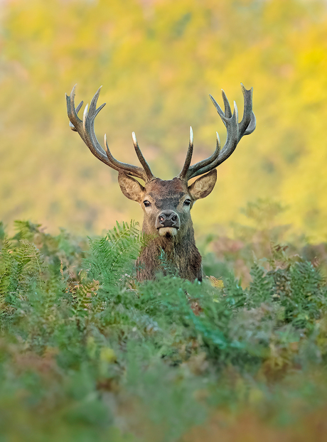 Hert in herfstkleuren