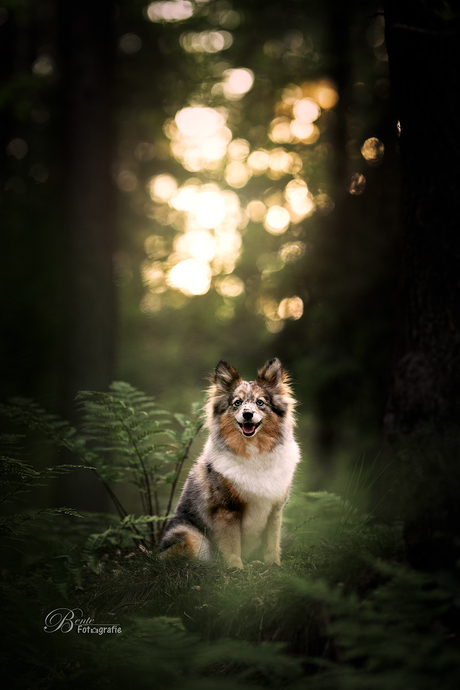 Maya