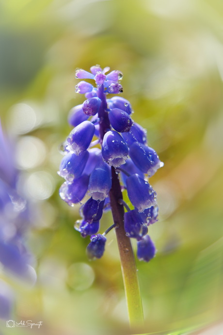 De Lente ontwaakt