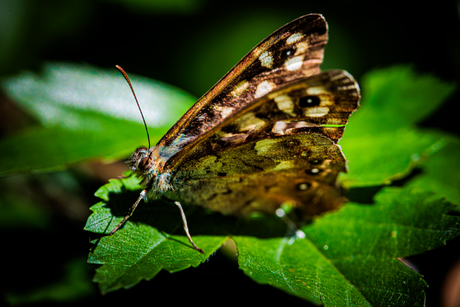 In de tuin