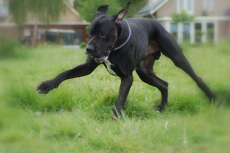Diablo aan het rennen
