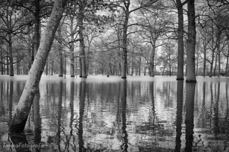 Bomen in het water