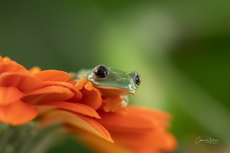 Agalychnis Moreletti