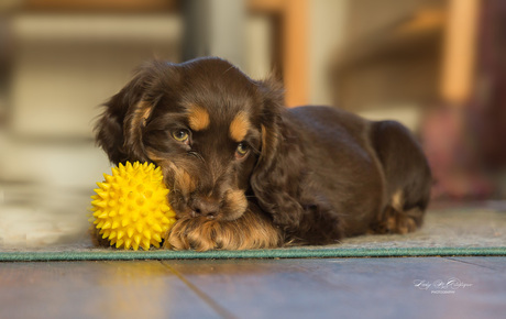 puppy Ayla