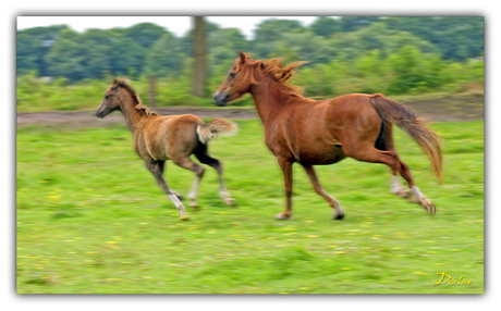 . . . paardjes in galop :-)