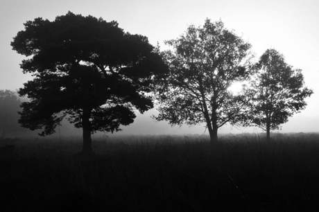 Trees into the light