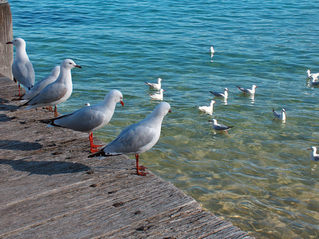 Meeuwen op een steiger aan Manley Beach