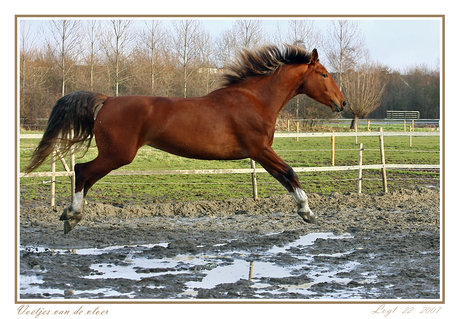 Voetjes van de vloer