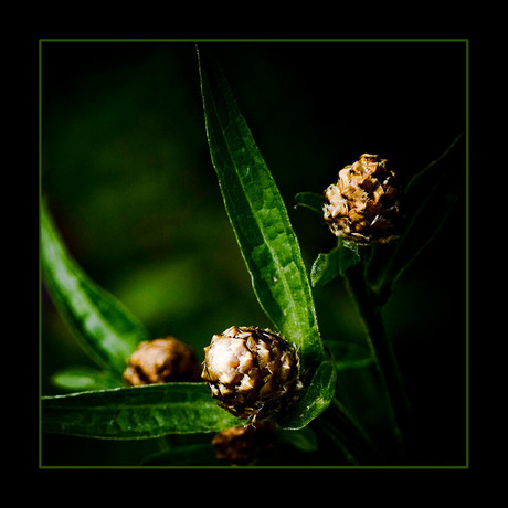 Golden Flowers